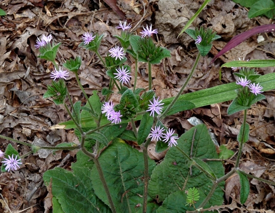 {Elephantopus tomentosus}